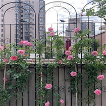 花架爬藤架月季铁艺支架蔷薇支撑杆庭院花园艺藤本种植箱户外栅栏