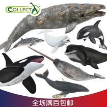 CollectA鲸鱼海洋生物模型海洋馆独一角鲸杀人虎鲸抹香鲸海昌玩具