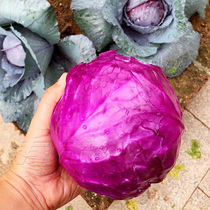 高产紫甘蓝种子种籽紫色菜籽包心菜蔬菜孑圆白菜包菜卷心菜大头菜