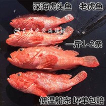 新货东海老虎鱼新鲜虎头鱼冷冻水产品海鲜深海鱼海捕1到2条少刺