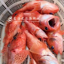 新品东海老虎鱼鲜活冷冻红鱼深海鱼石斑鱼石九公虎头斑海鲜水产品