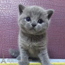 猫舍出售英国短毛猫蓝猫活体宠物猫英短蓝猫幼猫立耳蓝猫小猫p