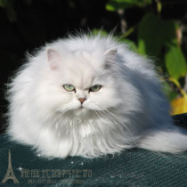 银渐层猫英短蓝猫金吉拉猫暹罗猫活体幼猫出售宠物猫咪家养小猫p