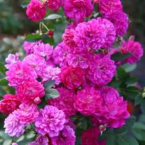 浩田花苑月季 甜蜜马车 微型月季美国紫红色的微型月季阳台盆栽