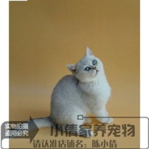 注册猫舍出售英国短毛猫英短银渐层活体幼猫纯种家养宠物猫英短x