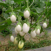 3斤鸡蛋茄子农家自种新鲜蔬菜白茄子圆茄子白皮茄子包邮鸭蛋茄