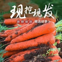 【当季新品】沙地新鲜胡萝卜蔬菜农家自种现挖生吃脆甜水果胡萝卜