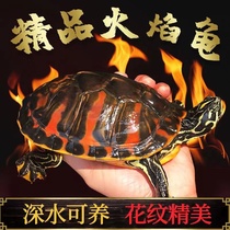 火焰龟宽纹红腹深水龟冷水龟观赏龟小乌龟活物鱼缸混养吃粪清洁龟