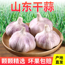 山东大蒜头干蒜5斤紫皮特级种籽商用新鲜蒜瓣10斤蒜种子大祘头籽