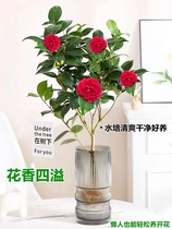 香妃茶花水培植物四季开花适合水养的花鲜花期长家用五色赤丹茶花