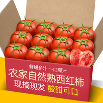 新鲜现摘正宗沙瓢番茄5-9斤装山东西红柿新鲜自然熟水果普罗旺斯