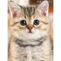 中华田园猫橘猫家养活物狸花猫幼猫活体白色异瞳小狸猫咪宠物便宜