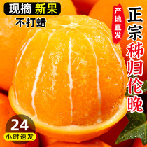 伦晚春橙湖北秭归新鲜水果产地直发冰糖果冻橙应季整箱榨汁甜橙子