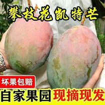 四川凯特芒果净重9斤新鲜当季水果特大甜心果孕妇攀枝花芒果5/9斤