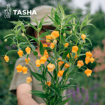 塔莎的花园 宫灯百合进口种球四季室内开花重瓣阳台多年生球根