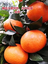 广西武鸣沃柑9.5斤甜水果新鲜当季大果果园现摘蜜橘柑橘桔子包邮