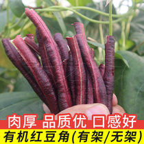 春秋红豇豆种子豆角种籽盆栽四季秋紫豆角特长农作物春季蔬菜种孑