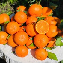 （首单直降）四川攀枝花高山沃柑砂糖橘一箱9斤净重现摘桔子蜜橘