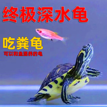 黄耳龟深水龟鱼缸混养小乌龟活物稀有火焰龟小宠物龟吃粪龟清洁龟