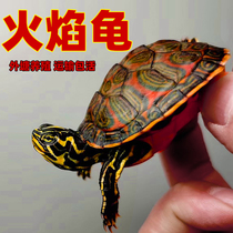 纯种火焰龟鱼缸混养深水龟清道夫吃粪龟宠物龟冷水宽纹小乌龟活物