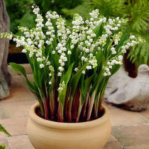 10颗带芽铃兰根花苗浓香小型盆栽绿植耐寒种球风信子室内花卉植物