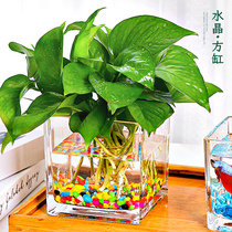 创意水培器皿花瓶摆件透明玻璃缸花盆插花绿萝植物正方形装饰桌面