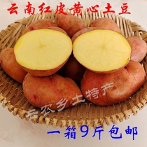 土豆 云南特产新鲜蔬菜高山红皮黄心马铃薯农家自种洋芋现挖包邮