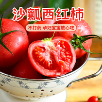 西红柿新鲜自然熟水果番茄生吃老味道蜂果家的粉柿熊蜂授粉无激素