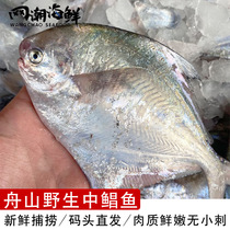 舟山本地银鲳鱼 野生白磷鲳鳊鱼平鱼 东海流网新鲜鲳鱼 一斤3条