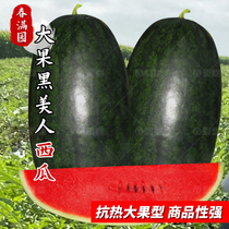 黑美人西瓜种苗红瓤薄皮瓜种籽早熟超甜水果西瓜种孑早春夏季菜种