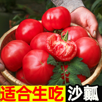 普罗旺斯西红柿子5斤水果沙瓤大番茄新鲜蔬菜包邮自然熟山东生吃