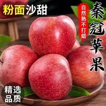陕西秦冠苹果水果新鲜应季香甜粉面10斤装丑苹果批发包邮一级直发
