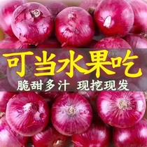 云南紫皮洋葱圆葱葱头新鲜应季蔬菜农家甜味可生吃红洋葱水果9斤
