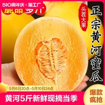 黄河蜜甜瓜8.5斤新鲜现摘当季水果黄金瓜黄心甜瓜香瓜整箱民勤