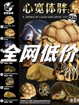 动物星球龟心宽体胖系列国龟苏卡达乌龟手办黄缘闭壳龟模型公仔