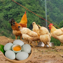 顺丰贵州正宗绿壳乌鸡蛋30枚装林下农家散养绿皮土鸡蛋新鲜笨鸡蛋
