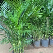 净化空气椰加湿器大型天然袖珍室内富贵绿植散尾葵椰子树客厅盆栽