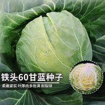 日本铁头60甘蓝包菜种子卷心菜种籽大头菜籽圆白菜种子莲花白种孑