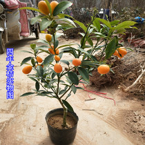 盆栽金桔树四季带果金橘树苗可食用阳台庭院盆景羊奶桔子小金桔苗