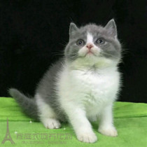 出售英短宠物猫纯种英国短毛猫英短蓝白立耳活体幼猫血统纯正p