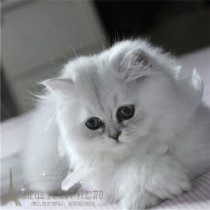 上海出售金吉拉活体纯种家养宠物猫咪幼猫长毛猫白色银渐层幼猫p