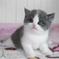 英国短毛猫蓝白八字粉鼻子种公弟弟纯种活体宠物英短幼猫家养p