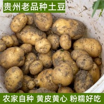 传统贵州老品种土豆本地洋芋黄皮黄心农家自种马铃薯粉面软糯新鲜