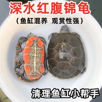 西锦龟红腹西部锦龟深水龟鱼缸混养吃粪宠物观赏吃垃圾情侣龟活体