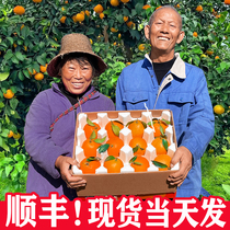 顺丰正宗四川爱媛38号果冻橙子10斤大果新鲜应季水果手剥橙整箱甜