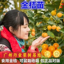 广州发货正宗嫁接金桔果树苗可食用金桔树苗盆栽庭院种植当年结果