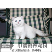 赛级英短渐层幼猫活体英国短毛猫妹妹纯种渐层英短幼猫蓝眼睛猫x