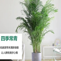 天然散尾葵净化袖珍室内空气盆栽椰子树加湿器富贵绿植椰大型客厅