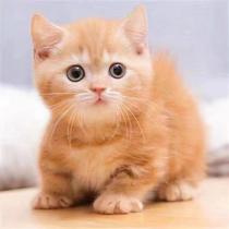 中华田园猫小猫活体幼崽橘白猫橘猫黑猫白猫小奶猫黑白猫黑猫白猫