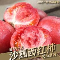 山东海阳普罗旺斯西红柿新鲜沙瓤生吃自然熟番茄（4.5斤礼品盒）